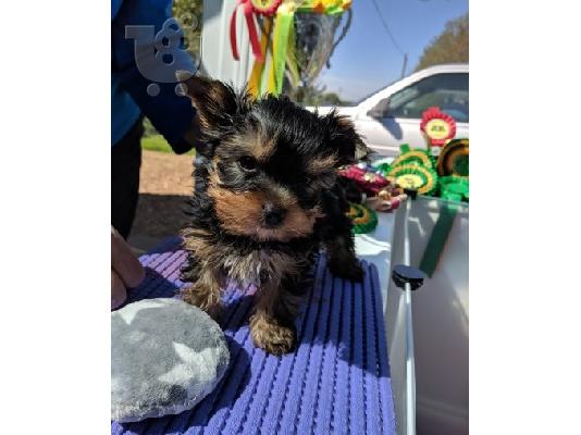 Yorkie kc reg